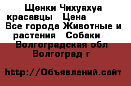 Щенки Чихуахуа красавцы › Цена ­ 9 000 - Все города Животные и растения » Собаки   . Волгоградская обл.,Волгоград г.